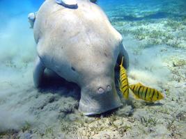 Baby Manatee Wallpaper Images screenshot 1