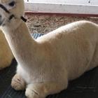 Baby Alpaca Wallpaper Images آئیکن