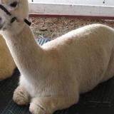 Baby Alpaca Wallpaper Images আইকন