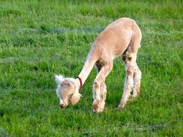 Baby Alpaca Wallpaper Images capture d'écran 2