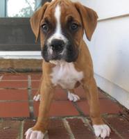 Baby Boxer Puppy Wallpapers скриншот 1