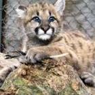 Baby Cougar Kittens Wallpapers icône