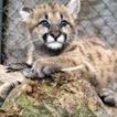 Baby Cougar Kittens Wallpapers