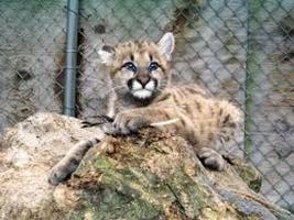 Baby Cougar Kittens Wallpapers Affiche