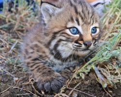 Baby Cougar Kittens Wallpapers capture d'écran 1