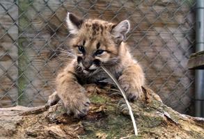 Baby Cougar Kittens Wallpapers capture d'écran 2