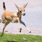 Baby Gazelle Wallpaper Images آئیکن