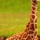 Baby Giraffes Wallpaper Images APK