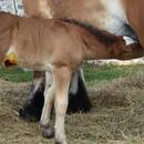 Baby Horses Wallpaper Images APK
