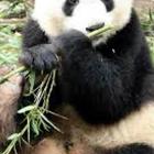 Baby Pandas Wallpaper Images simgesi