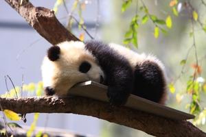 Baby Pandas Wallpaper Images gönderen