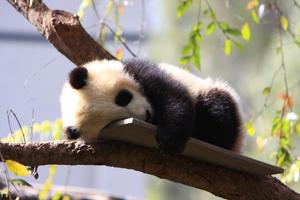 Baby Pandas Wallpaper Images постер