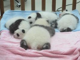 Baby Pandas Wallpaper Images скриншот 2