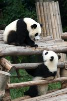 Baby Pandas Wallpaper Images capture d'écran 3