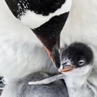 Baby penguins Wallpaper Images アイコン