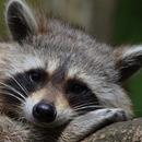 Baby Raccoons Wallpaper Images APK