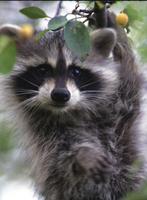 Baby Raccoons Wallpaper Images capture d'écran 1
