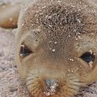 Baby Sea Lions Wallpapers icône