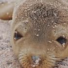 Baby Sea Lions Wallpapers 图标