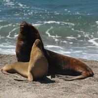 Baby Sea Lions Wallpapers capture d'écran 1