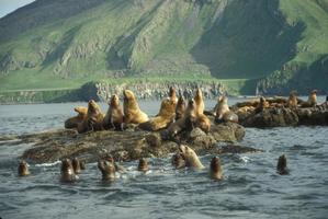 Baby Sea Lions Wallpapers captura de pantalla 2