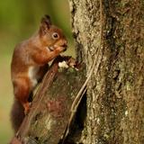 Baby Squirrels Wallpapers icône