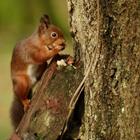 Icona Baby Squirrels Wallpapers