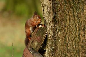 Baby Squirrels Wallpapers Affiche