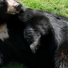 Black Bears Wallpaper Images আইকন