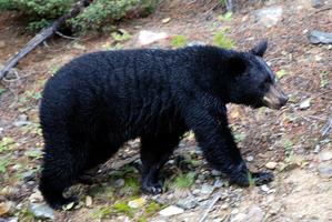 برنامه‌نما Black Bears Wallpaper Images عکس از صفحه