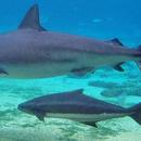 Bull Sharks Wallpaper Images APK