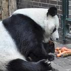 Giant Pandas Wallpaper Images icon