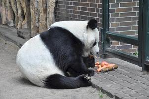 Giant Pandas Wallpaper Images poster