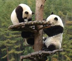 Giant Pandas Wallpaper Images screenshot 2