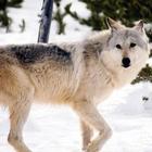 Gray Wolf Wallpaper Images آئیکن