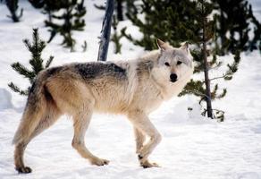 Gray Wolf Wallpaper Images โปสเตอร์