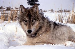 Gray Wolf Wallpaper Images 截圖 2