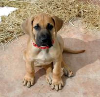 Great Dane Puppy Wallpapers скриншот 1