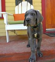 Great Dane Puppy Wallpapers скриншот 2