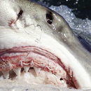 Great White Sharks Wallpapers aplikacja