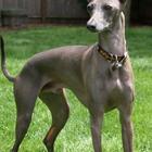 Greyhound Puppy Wallpapers أيقونة