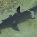 Hammerhead Sharks Wallpapers APK
