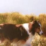 Irish Setter Wallpaper Images