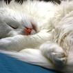 Longhair Cats Wallpaper Images