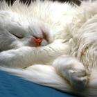 Longhair Cats Wallpaper Images-icoon