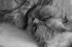 Longhair Cats Wallpaper Images capture d'écran 2