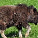 Muskox Wallpaper Images APK