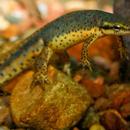 Newts Wallpaper Images-APK