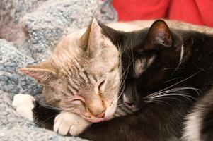 Snuggling Cats Wallpapers ภาพหน้าจอ 1