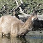 Sambar Deer Wallpaper Images ícone